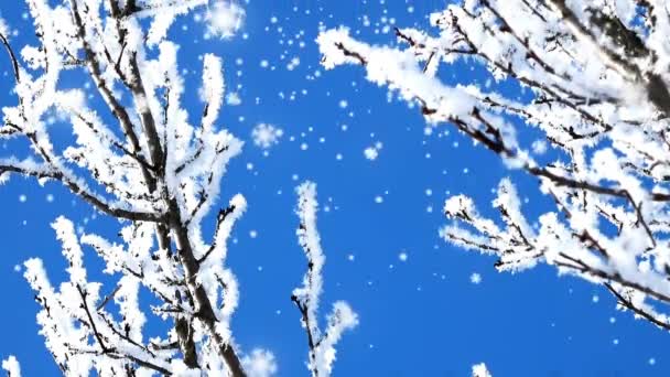 Kepingan Salju Terbang Dalam Angin Musim Dingin — Stok Video