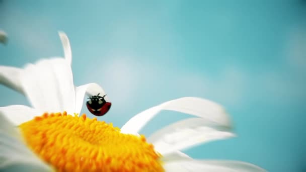 Ladybird Insect Natural Spring Background — Stock Video