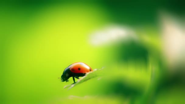 Marienkäfer Insekt Auf Natürlichem Frühling Hintergrund — Stockvideo