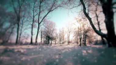 Kış parkında kar yağıyor. Ağaçlar karla kaplı. Yavaş çekim.