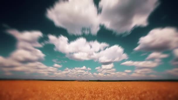 Ladang Gandum Dan Langit Mendung — Stok Video
