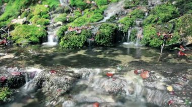 Ormandaki dağ deresi