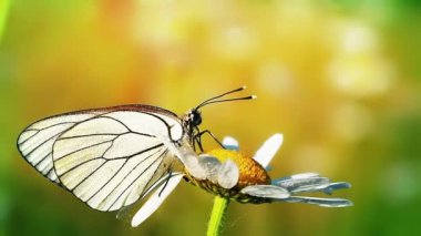 Sabah çiğ tanesinde kelebek ve papatya