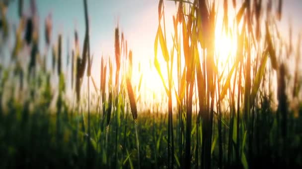 Épis Verts Champ Blé Coucher Soleil Fond — Video