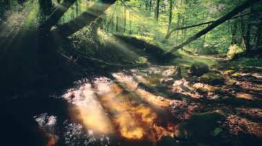 Ormandaki dağ deresi