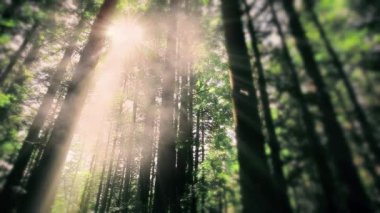 Ormanda bir sabah. Güneş ışınları ağaçların arasından geçer