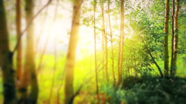 Sabah ormanda ağır çekimde