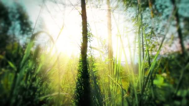 Morgen Wald Sonnenstrahlen Durchdringen Bäume — Stockvideo