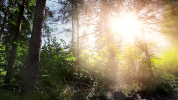 森の中の朝 太陽の光は木を通り — ストック動画