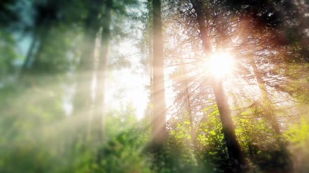 Mañana Bosque Los Rayos Del Sol Atraviesan Los Árboles — Vídeos de Stock