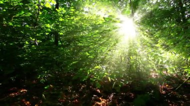 Sabah ormanda ağır çekimde
