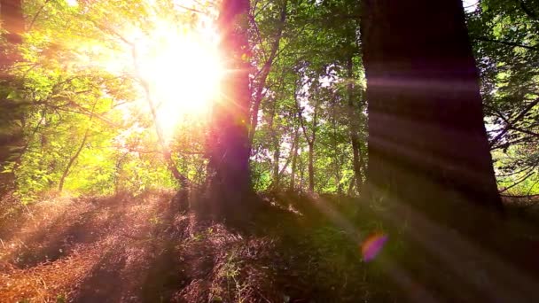 Reggel Erdőben Lassított Felvétel — Stock videók
