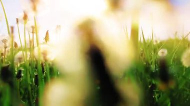 Karahindiba içinde bir yürüyüş - yaz