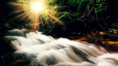 Ormandaki dağ deresi