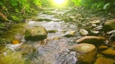 Ormandaki dağ deresi