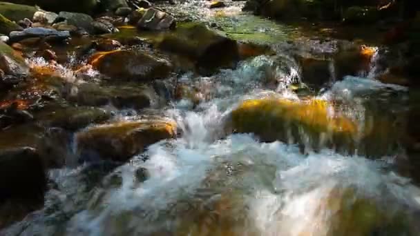 Torrente di montagna nella foresta — Video Stock