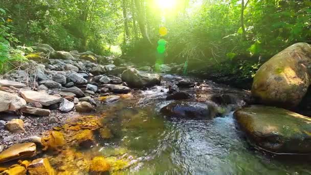 Arroyo de montaña en el bosque — Vídeos de Stock