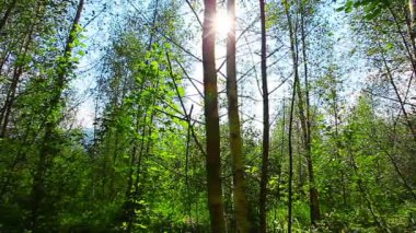 Ormanda bir sabah. Güneş ışınları ağaçların arasından geçer