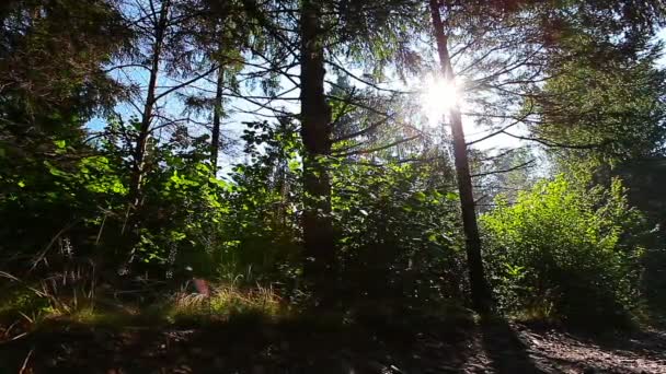 Morgen im Wald. Sonnenstrahlen durchdringen Bäume — Stockvideo