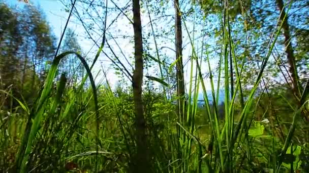 Matin dans la forêt. les rayons du soleil passent à travers les arbres — Video