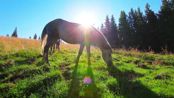 chevaux broutant sur le fond du soleil du matin 