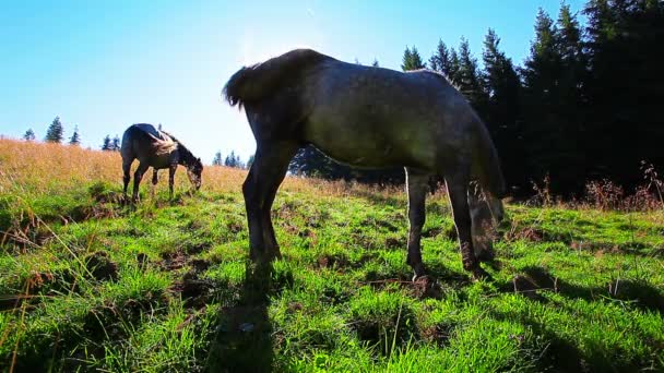 chevaux broutant sur le fond du soleil du matin 