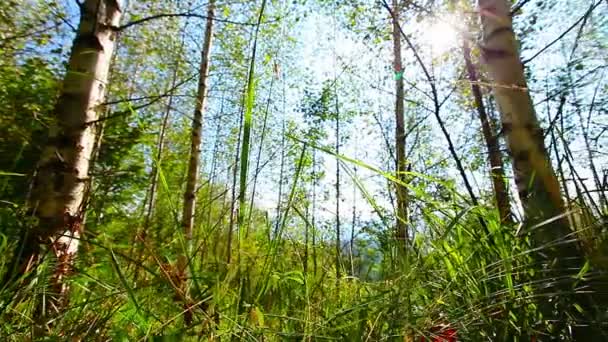 Mañana en el bosque. los rayos del sol atraviesan los árboles — Vídeo de stock