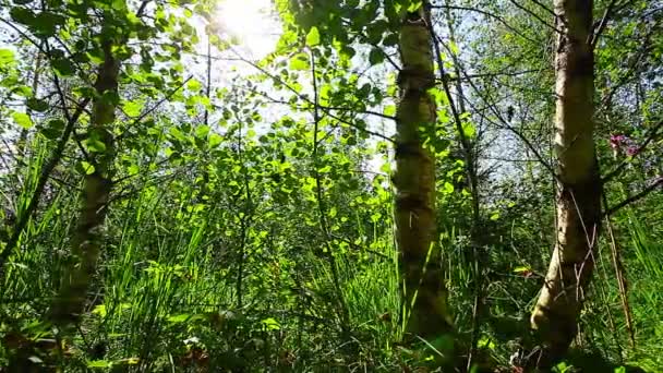 Mañana en el bosque. los rayos del sol atraviesan los árboles — Vídeo de stock