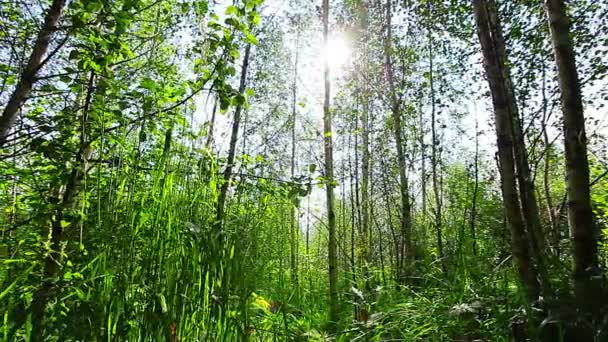 Mañana en el bosque. los rayos del sol atraviesan los árboles — Vídeos de Stock