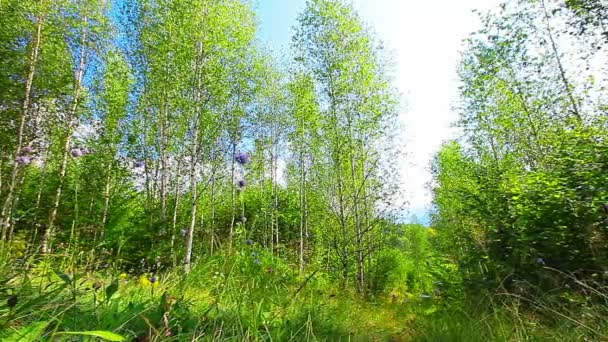 Mattina nella foresta. i raggi del sole passano attraverso gli alberi — Video Stock