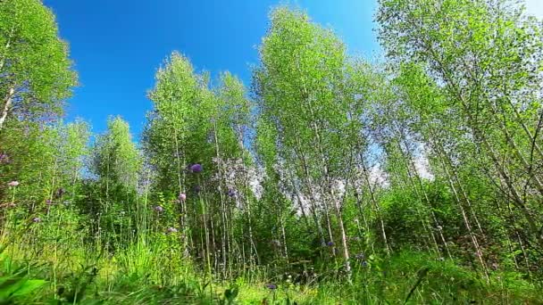 Morgen im Wald. Sonnenstrahlen durchdringen Bäume — Stockvideo