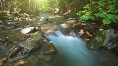 Ormandaki dağ deresi