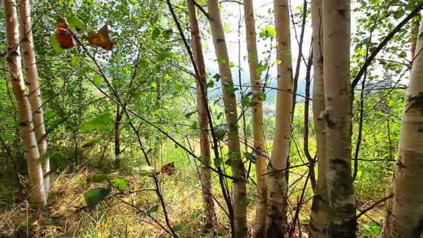 Morgen im Wald. Sonnenstrahlen durchdringen Bäume — Stockvideo