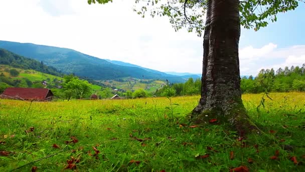 Árbol solitario sobre un fondo de paisajes de montaña — Vídeos de Stock