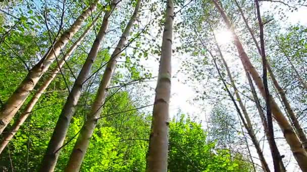 Morgon i skogen. solens strålar passerar genom träd — Stockvideo