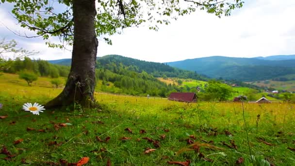山の景色を背景にした寂しい木 — ストック動画