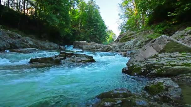 Torrente di montagna nella foresta — Video Stock