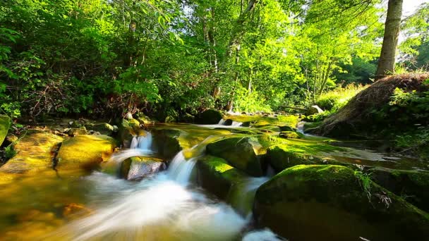 Arroyo de montaña en el bosque — Vídeos de Stock