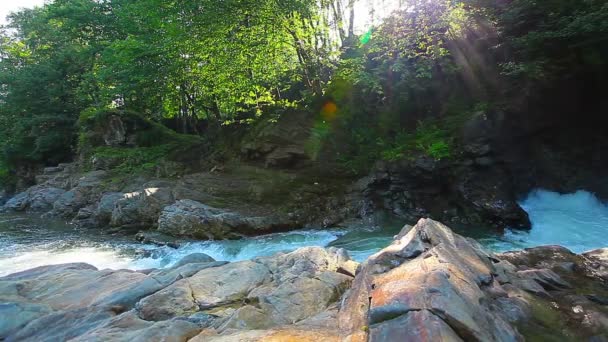 Гірський струмок у лісі — стокове відео