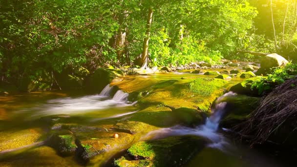 Horský potok v lese — Stock video