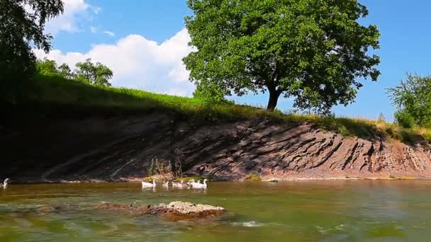 Geese floating on the river. timelapse. — Stock Video