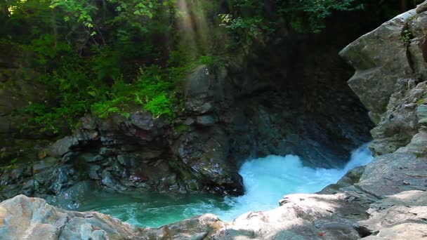 Torrente di montagna nella foresta — Video Stock