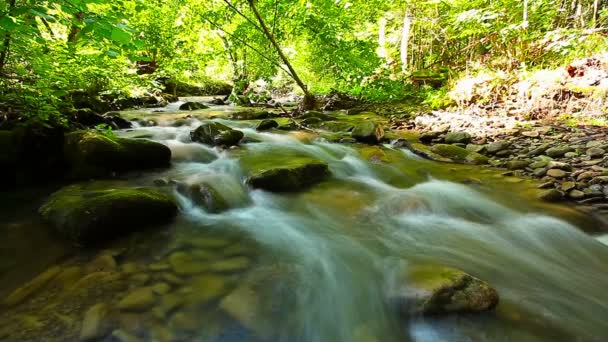 Arroyo de montaña en el bosque — Vídeos de Stock