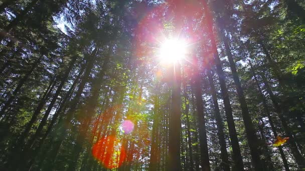 Утро в лесу. солнечные дожди проходят сквозь деревья — стоковое видео