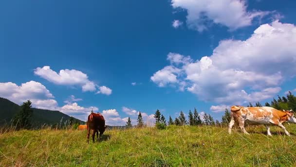 Корова їсть траву — стокове відео
