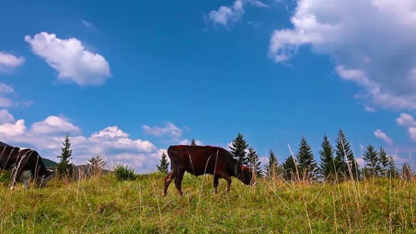 Cow eats grass — Stock Video