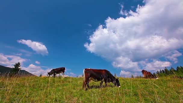 Корова їсть траву — стокове відео