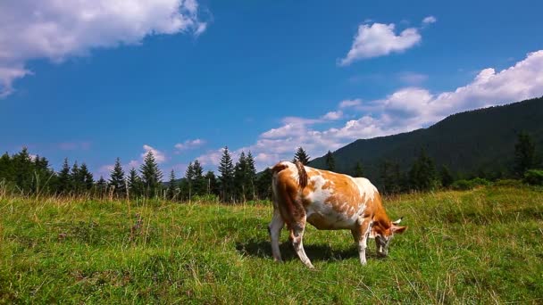 La vache mange de l'herbe — Video