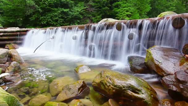 Arroyo de montaña en el bosque — Vídeo de stock