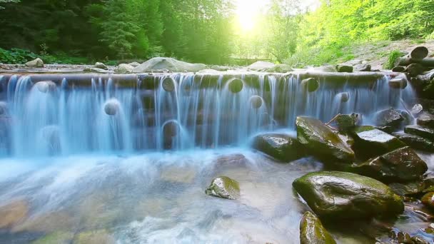 Ruisseau de montagne dans la forêt — Video